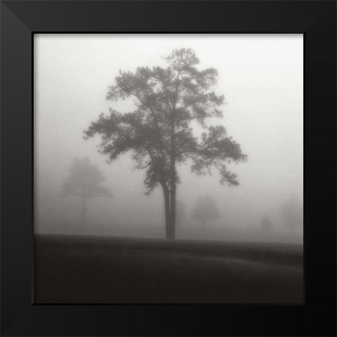 Fog Tree Study I Black Modern Wood Framed Art Print by Cook, Jamie