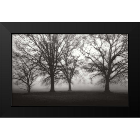 Fog Tree Study IV Black Modern Wood Framed Art Print by Cook, Jamie