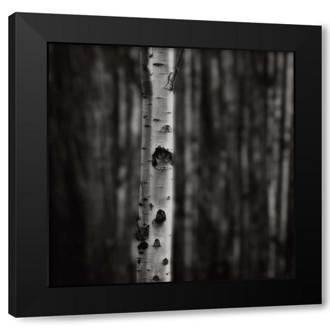 Equilibrium Black Modern Wood Framed Art Print by Cook, Jamie