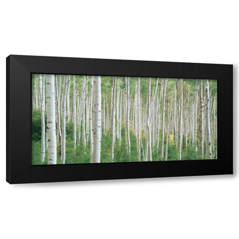 Early Autumn Aspens Black Modern Wood Framed Art Print with Double Matting by Frates, Dennis