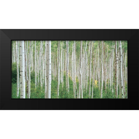 Early Autumn Aspens Black Modern Wood Framed Art Print by Frates, Dennis