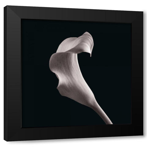 Lilies Black Modern Wood Framed Art Print by Faragher, Michael
