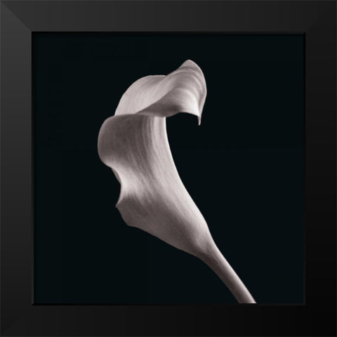 Lilies Black Modern Wood Framed Art Print by Faragher, Michael