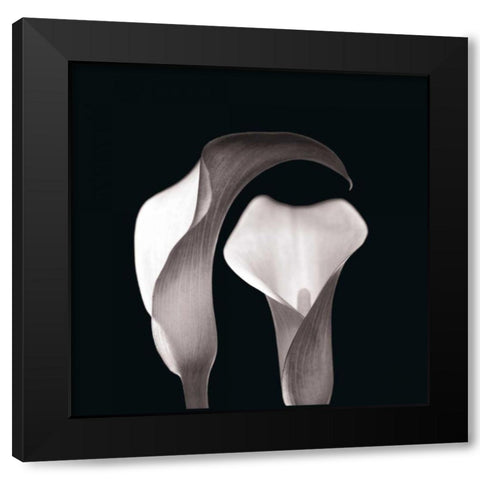 Lilies Black Modern Wood Framed Art Print by Faragher, Michael
