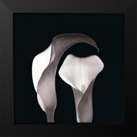 Lilies Black Modern Wood Framed Art Print by Faragher, Michael