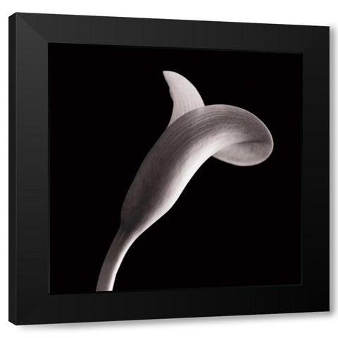 Lilies Black Modern Wood Framed Art Print by Faragher, Michael