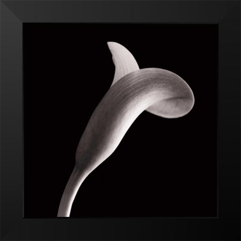 Lilies Black Modern Wood Framed Art Print by Faragher, Michael