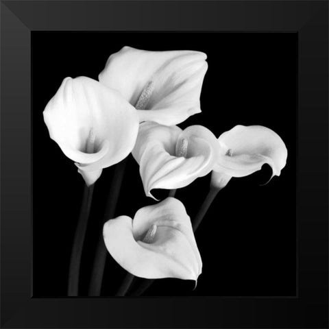 Harmony Black Modern Wood Framed Art Print by Faragher, Michael