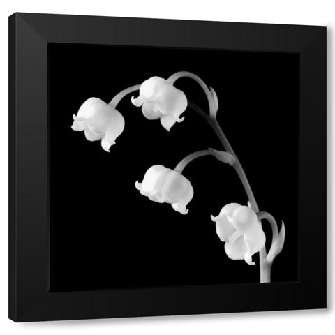 Spring Bells I Black Modern Wood Framed Art Print by Faragher, Michael