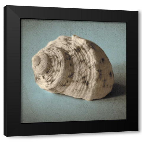 Seashell Study I Black Modern Wood Framed Art Print with Double Matting by Jacks, Heather