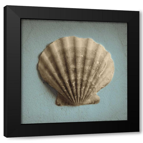 Seashell Study II Black Modern Wood Framed Art Print by Jacks, Heather