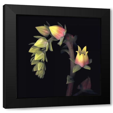 Echeveria Black Modern Wood Framed Art Print with Double Matting by Levine, Andrew