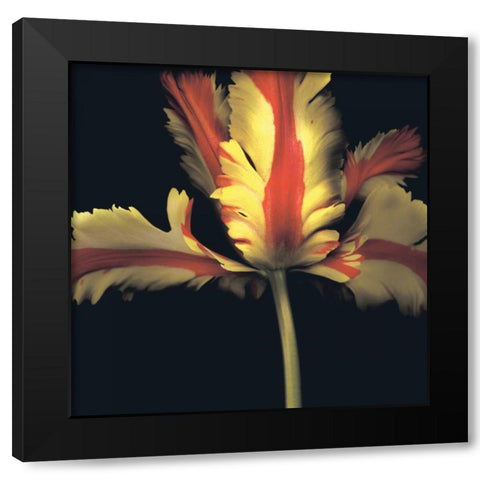 French Parrot Tulip Black Modern Wood Framed Art Print by Levine, Andrew