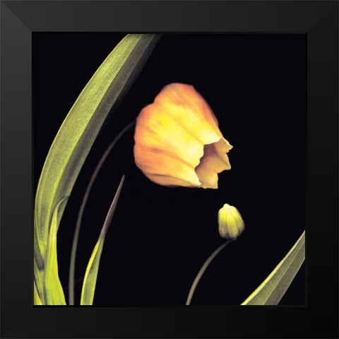 Japanese Lanterns Black Modern Wood Framed Art Print by Levine, Andrew