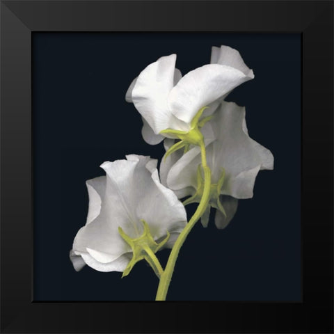 Sweet Pea Black Modern Wood Framed Art Print by Levine, Andrew