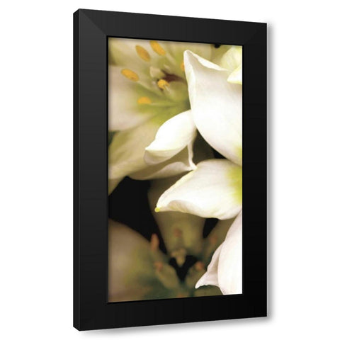 Star of Bethlehem Triptych Black Modern Wood Framed Art Print by Levine, Andrew