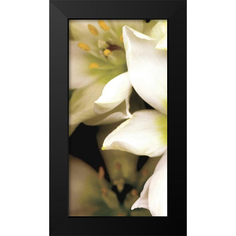 Star of Bethlehem Triptych Black Modern Wood Framed Art Print by Levine, Andrew