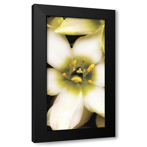 Star of Bethlehem Triptych Black Modern Wood Framed Art Print by Levine, Andrew