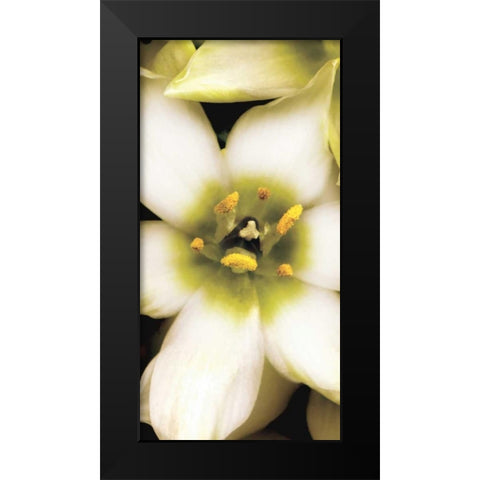 Star of Bethlehem Triptych Black Modern Wood Framed Art Print by Levine, Andrew