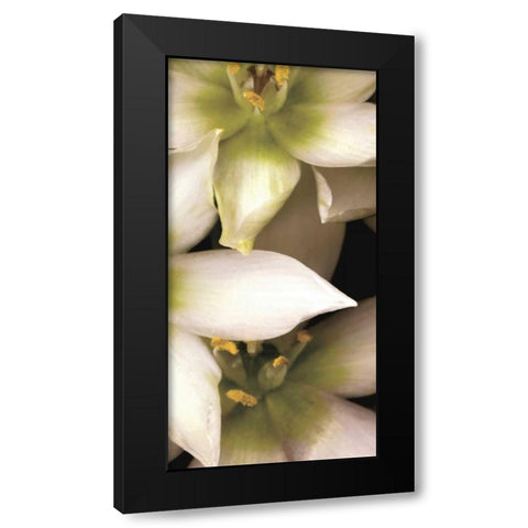 Star of Bethlehem Triptych Black Modern Wood Framed Art Print by Levine, Andrew