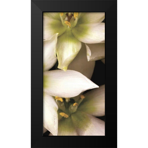 Star of Bethlehem Triptych Black Modern Wood Framed Art Print by Levine, Andrew