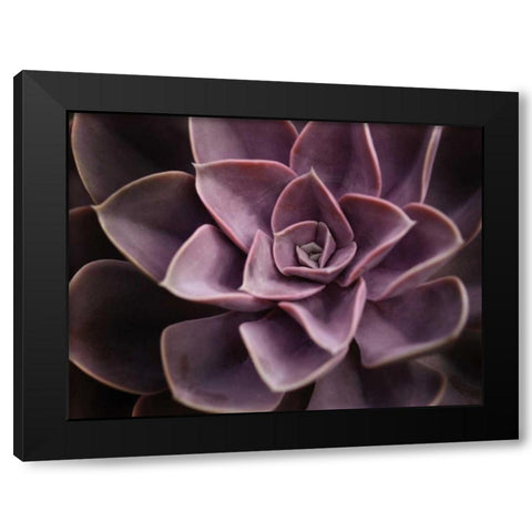 Echeveria I Black Modern Wood Framed Art Print by Levine, Andrew