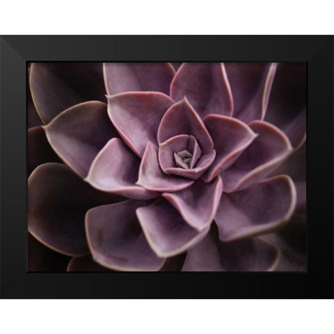 Echeveria I Black Modern Wood Framed Art Print by Levine, Andrew