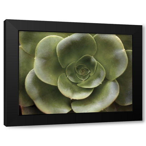 Echeveria II Black Modern Wood Framed Art Print by Levine, Andrew