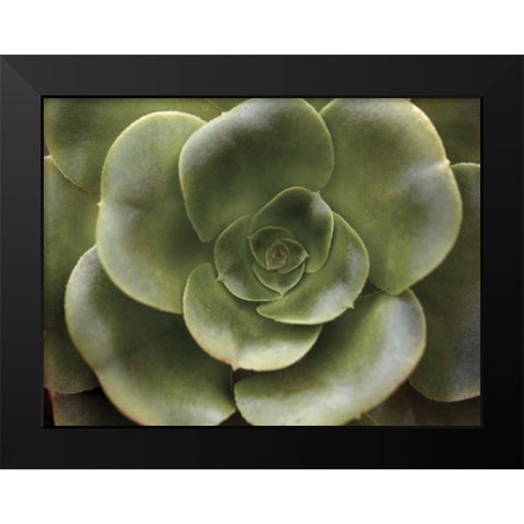 Echeveria II Black Modern Wood Framed Art Print by Levine, Andrew
