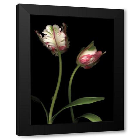 Parrot Tulips I Black Modern Wood Framed Art Print by Levine, Andrew