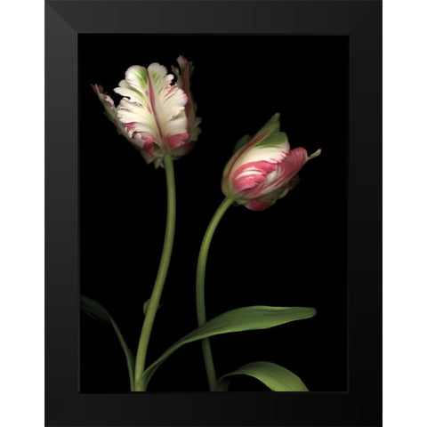 Parrot Tulips I Black Modern Wood Framed Art Print by Levine, Andrew