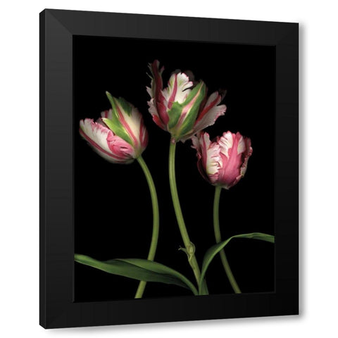Parrot Tulips II Black Modern Wood Framed Art Print with Double Matting by Levine, Andrew