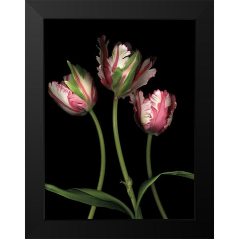 Parrot Tulips II Black Modern Wood Framed Art Print by Levine, Andrew