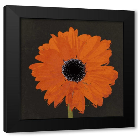 Midnight Gerbera I Black Modern Wood Framed Art Print by Lacie, Robert