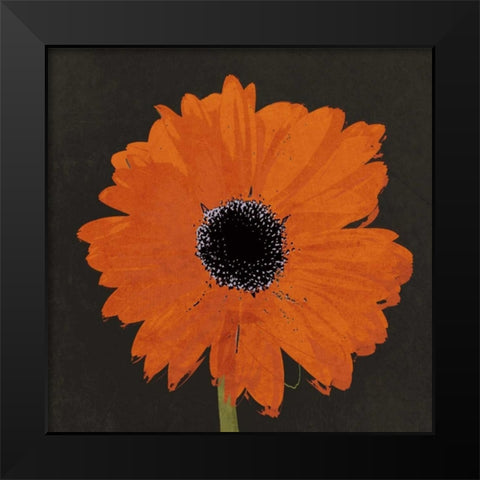 Midnight Gerbera I Black Modern Wood Framed Art Print by Lacie, Robert