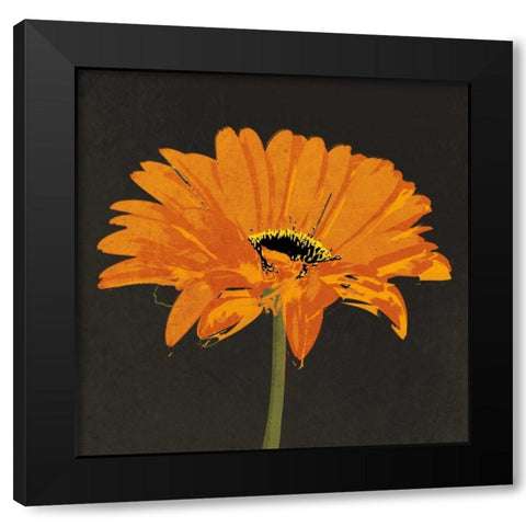Midnight Gerbera II Black Modern Wood Framed Art Print with Double Matting by Lacie, Robert