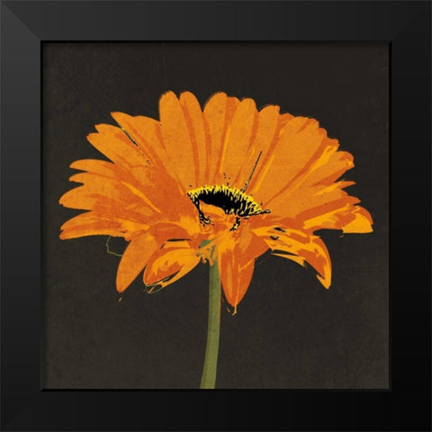 Midnight Gerbera II Black Modern Wood Framed Art Print by Lacie, Robert