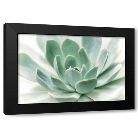 Zen Black Modern Wood Framed Art Print with Double Matting by Marie, Dina