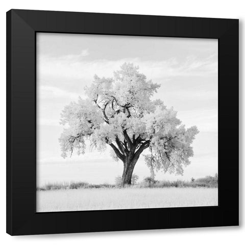 Oak Tree Black Modern Wood Framed Art Print by Miele, Jean