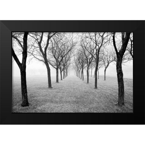 Tunnel of Trees Black Modern Wood Framed Art Print by Nagler, Monte