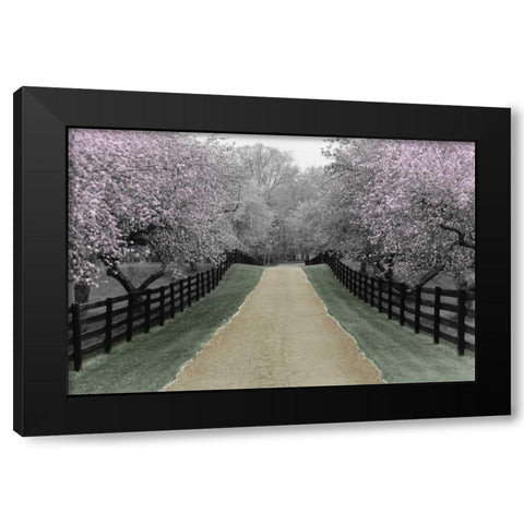 Apple Blossom Lane Black Modern Wood Framed Art Print by Nagler, Monte