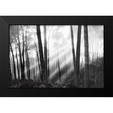 Mystical Forest and Sunbeams Black Modern Wood Framed Art Print by Nagler, Monte
