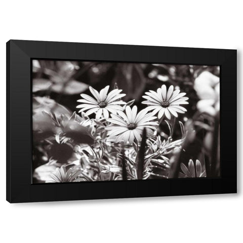 Americana Black Modern Wood Framed Art Print with Double Matting by OMara, James