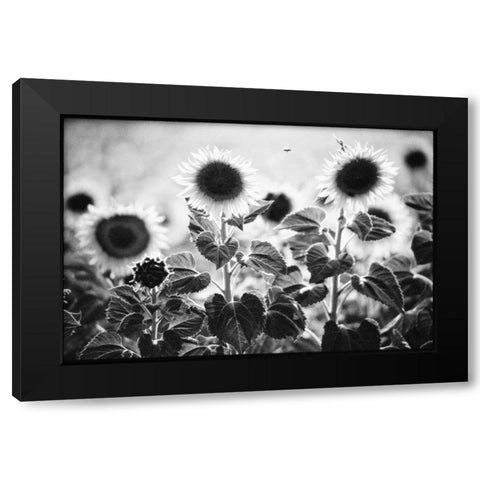 Provence Black Modern Wood Framed Art Print with Double Matting by OMara, James