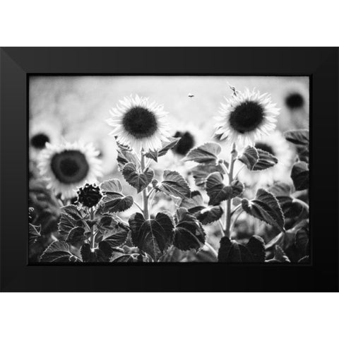 Provence Black Modern Wood Framed Art Print by OMara, James