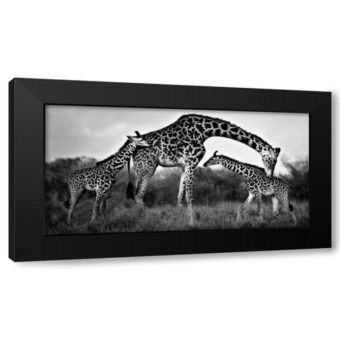 Giraffe Family Black Modern Wood Framed Art Print by Ortega, Xavier