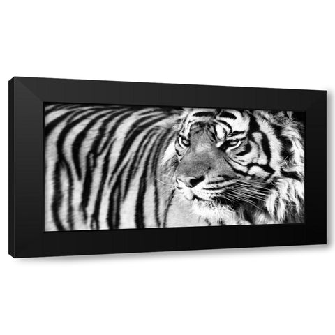 Tiger Eyes Black Modern Wood Framed Art Print with Double Matting by Ortega, Xavier