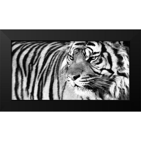 Tiger Eyes Black Modern Wood Framed Art Print by Ortega, Xavier