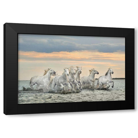 Camargue Horses - France Black Modern Wood Framed Art Print by Ortega, Xavier