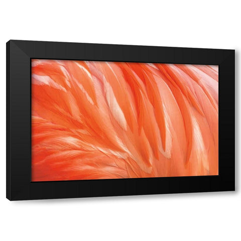 Danza de la Pluma Black Modern Wood Framed Art Print by Ortega, Xavier